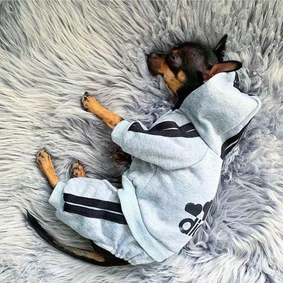 Костюм спортивний для собак Adidog Cірий S | Зображення 2