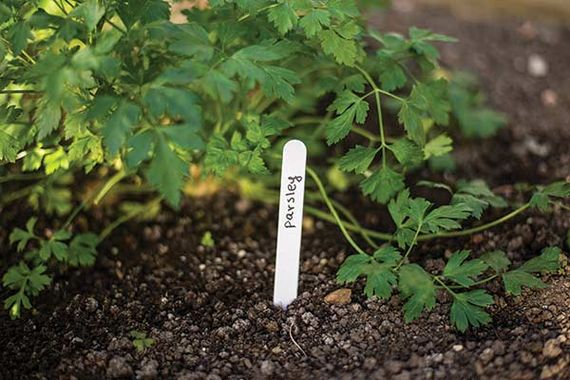 Маркер для рослин Bradas 15 x 1,5 см - 25 шт TYE1515 | Зображення 2