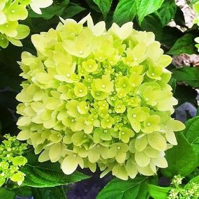 Гортензія Little Lime (сажники)
