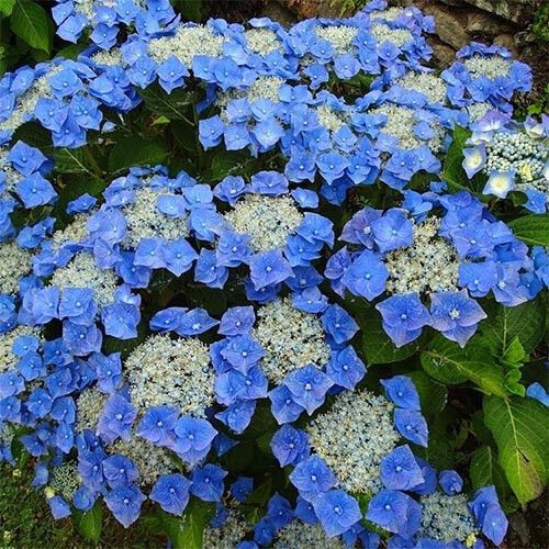 Гортензія Blaumeise (садженці)