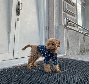 Толстовка LV синя Y-254