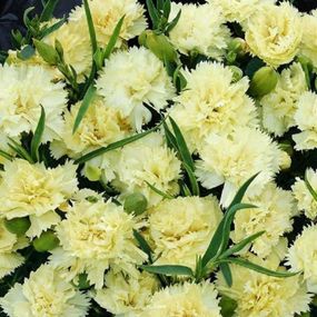 Гвоздика Махрова "Sunflor Citroen"
