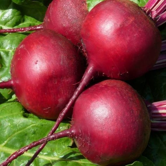 Насіння буряка Червона куля 0,5 кг | Зображення 1