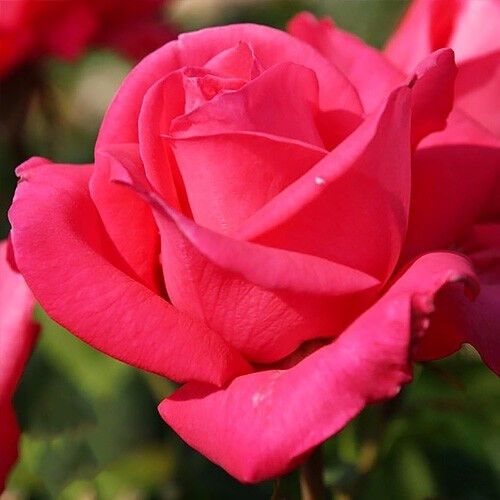 Троянда Cherry Lady (саджанці)