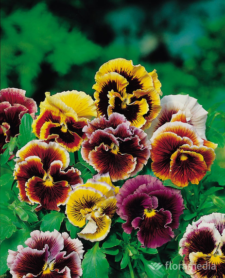 Насіння Віола махрова Рокко 20 шт. (Насіння країни) | Зображення 2