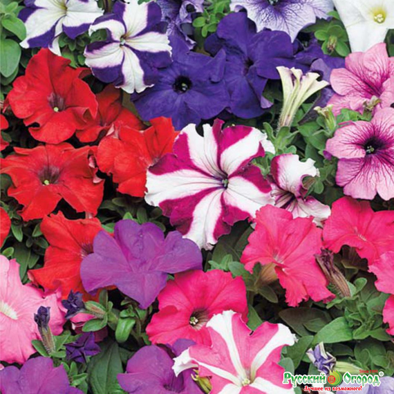 Насіння Петунія суміш 0,1 г | Зображення 2