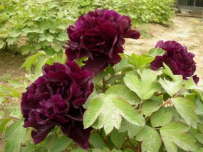 Півонія Black Beauty (кореневища)