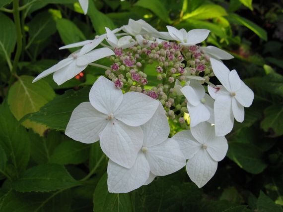 Гортензія Lanarth White (сажінці) | Зображення 3