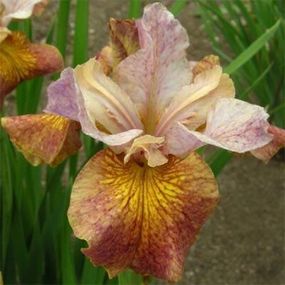 Ірис Siberica Paprikash (кореневища)