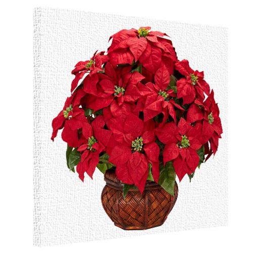 Картина на холсте Цветок рождественник 50x50 см (H5050_15NG001)