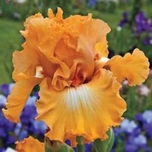 Ірис Apricot Silk (кореневища) | Зображення 3