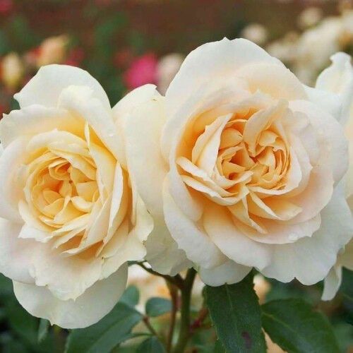 Троянда Lions Rose (саджанці) | Зображення 1