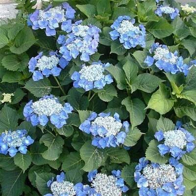 Гортензія Blue Sky (сажники)