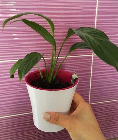 Горщик для квітів Santino ARTE 0,6 л зелений | Зображення 7