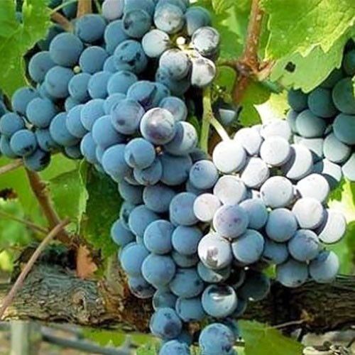 Виноград Каберне Совіньйон