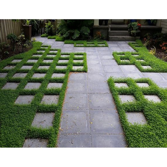 🌿Насіння конюшина біла 50 г | Зображення 1