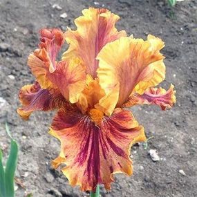 Ірис Crimson Tiger (кореневища)