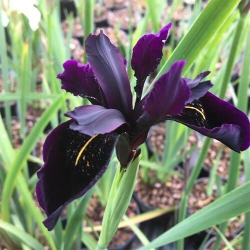 Ірис Chrysographes Black Form (кореневища) | Зображення 2