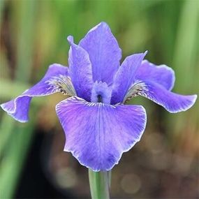Ірис Siberica Silver Edge (кореневища)