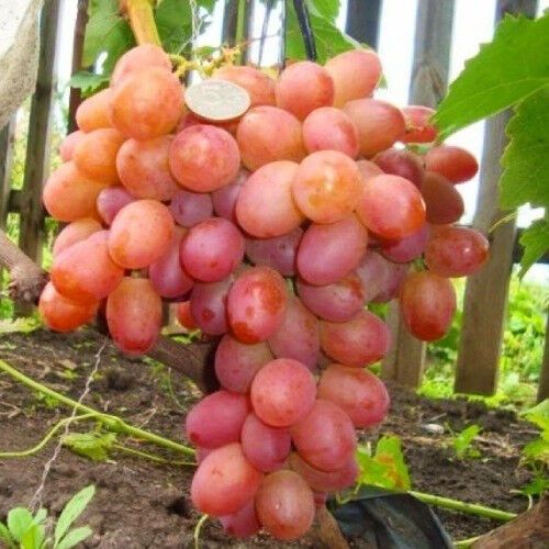Виноград Хамелеон | Зображення 1