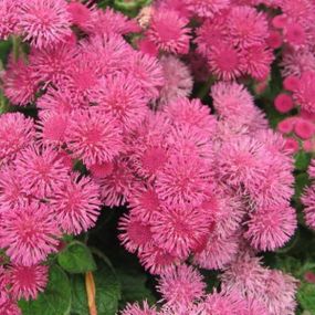 Насіння Агератум рожевий 1000 шт. (Насіння країни)