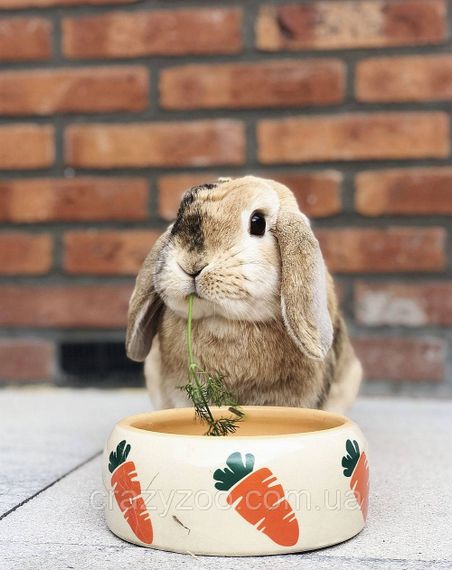 Миска для гризунів Nobby Carrot 500 мл 73631 | Зображення 2