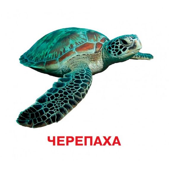 Розвиваючі картки для дітей Хто у воді живе J802у, 18 картинок | Зображення 2