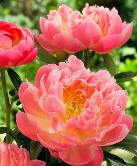Півонія Pink Hawaiian Coral (кореневища) | Зображення 1
