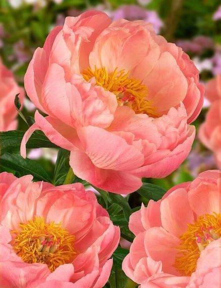 Півонія Coral Charm (змінює колір) (кореневища) | Зображення 3
