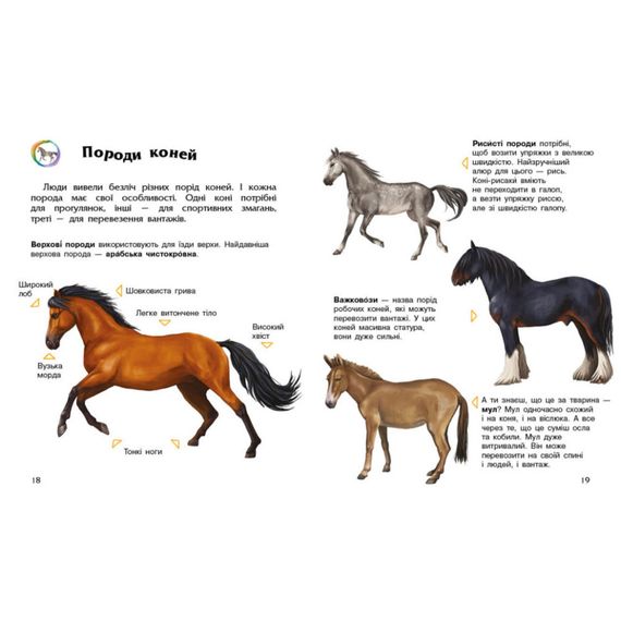 Енциклопедія дошкільника Коні 614037 для найменших | Зображення 3