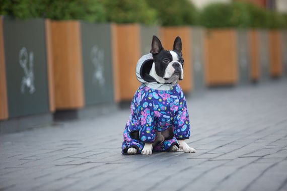 Комбінезон для собак WAUDOG Clothes малюнок "Рік та Морті 1", S35, В 52-55 см, С 31-36 см | Зображення 4