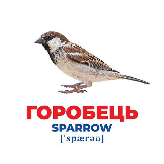 Набір розвиваючих карток Геній з пелюшок "Птахи України" Ранок 10107193У, 17 карток | Зображення 1