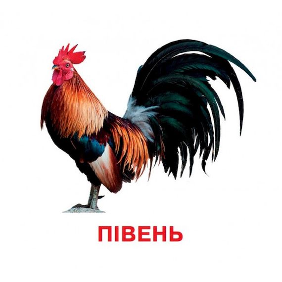 Развивающие карточки для детей Домашние животные J012yD, 18 картинок | Зображення 3