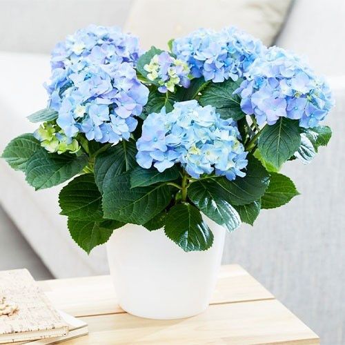 Гортензія Early Blue (сажники)