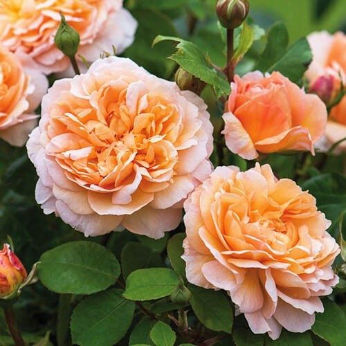 Троянда Lady Gardener (саджанці) | Зображення 2