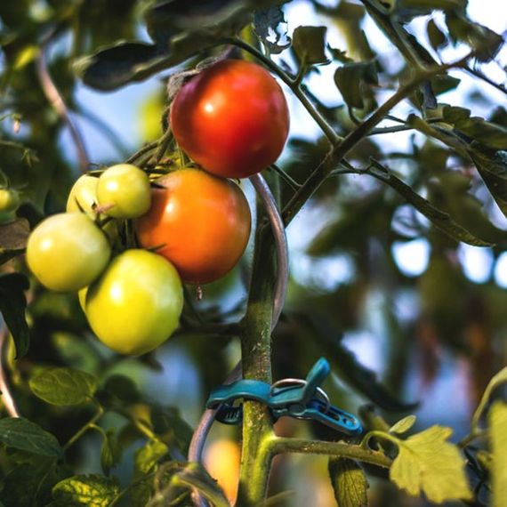 Спіраль для підтримки рослин Bradas із оцинкованої сталі 200 см TYS06200 | Зображення 1