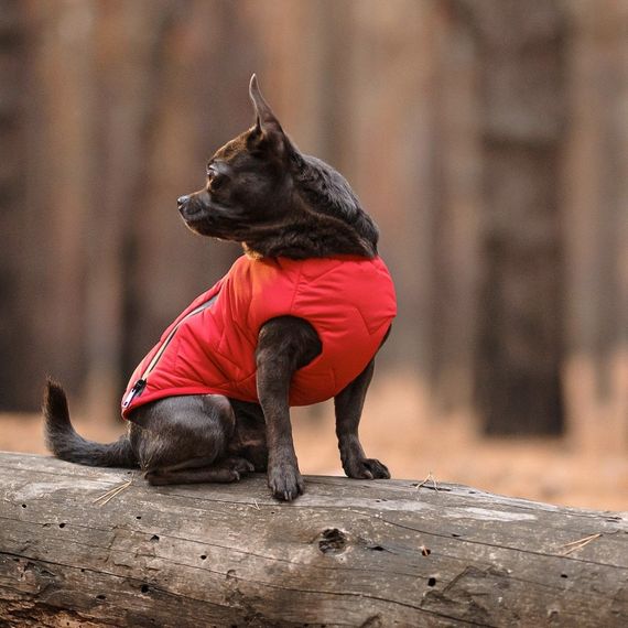 Жилет Pet Fashion E.Vest для собак червоний М2 | Зображення 4