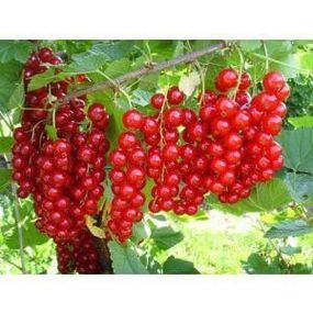Порічка червона МАРМЕЛАДНІЦА