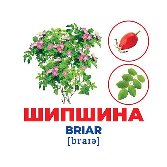 Набор развивающих карточек Гений с пеленок Деревья и кустарники 10107196, 17 карточек | Зображення 2