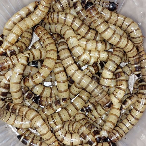 Зофобас, Zophobas morio 20шт