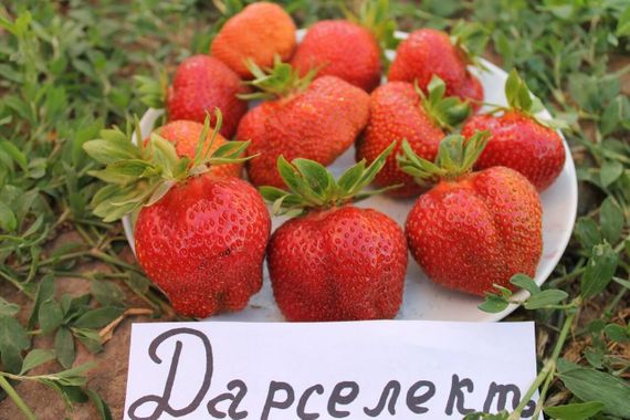 Полуниця Дарселект 5 шт. (великоплідний сорт, середній термін дозрівання) | Зображення 1