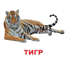 Набір карток Домана - Дикі тварини. Українською. Ламінований.