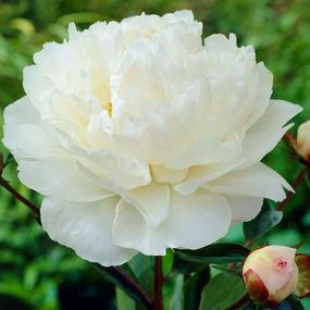 Півонія трав'яниста "Gardenia" (кореневище)