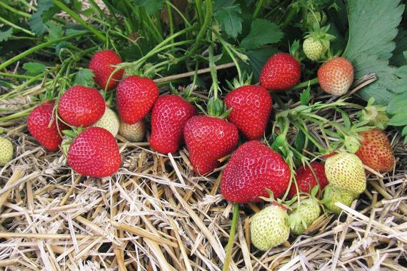 Добриво органо-мінеральне Супер для полуниці та суниці 1кг | Зображення 1