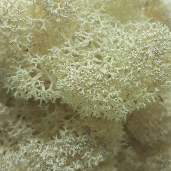 Стабілізований мох ягель Натуральний білий 100 грам | Зображення 1