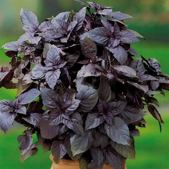 Насіння Базиліка фіолетового 0,2 г (Насіння країни) | Зображення 1