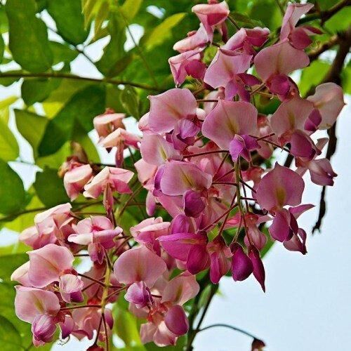 Вистерия (гліцинія) рясно Rosea (саджанці) | Зображення 1