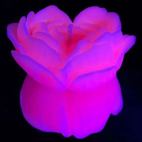 Свічка троянда люмінесцентна GlowKink 62 г, низькотемпературна, L, для БДСМ, персикова Sex Aura