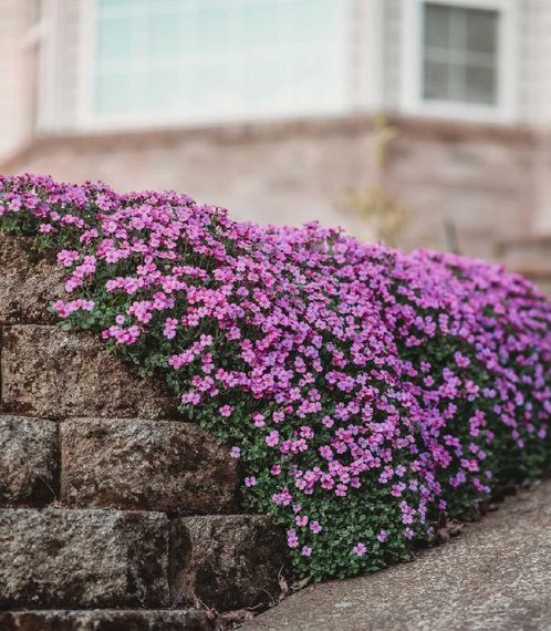 Насіння Обрієта Манон 0,1 г | Зображення 1