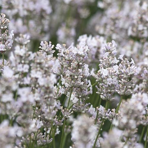 Лаванда Hidcote White (сажіанці) | Зображення 1